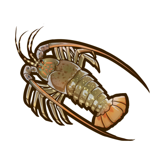 食之契约波纹龙虾图片