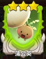 蒲公英