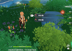 原神风车菊在哪 获取方法攻略