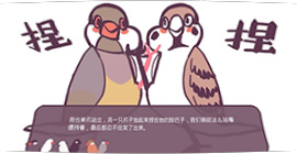 咕啾文鸟恋爱物语怎么升级 快速成长升级新手攻略