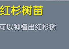 迷你世界红杉树苗怎么得 迷你世界红杉树苗合成表攻略