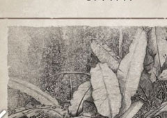 荒野求生手游薄荷叶怎么得 荒野求生手游薄荷叶获得方法攻略