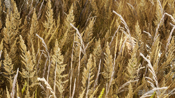 上古卷轴5天际MOD美图3