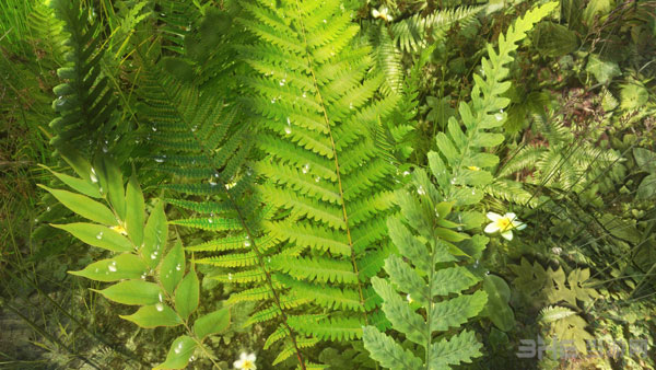 上古卷轴5天际MOD图片1